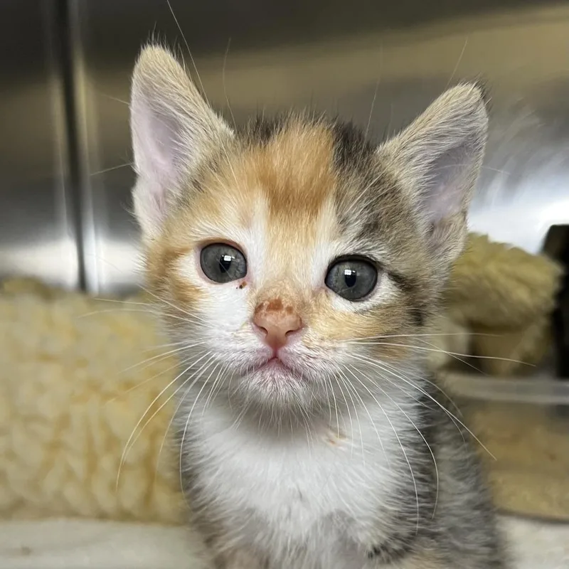 A baby small-sized female White Domestic Short Hair cat named Milk for adoption in Palm Springs, CA