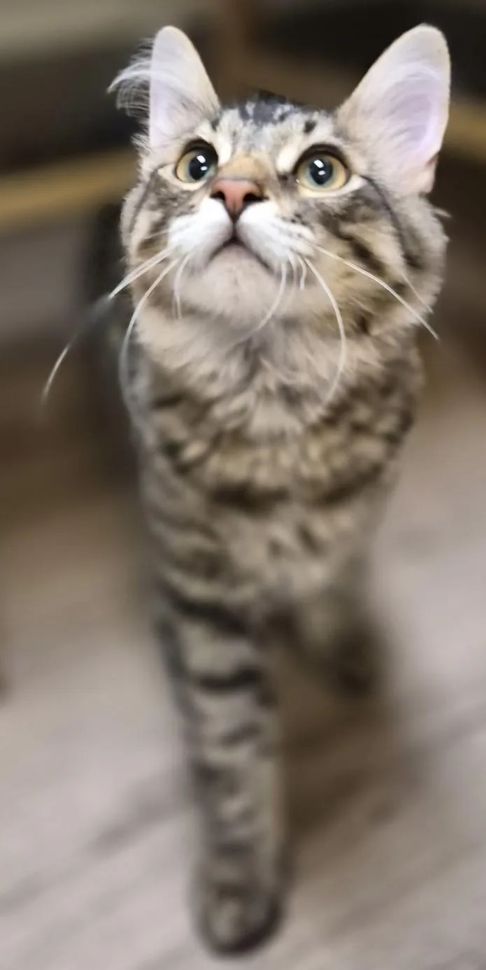 A baby medium-sized male Tabby (Brown / Chocolate) Domestic Long Hair cat named Guinness for adoption in Milwaukee, WI