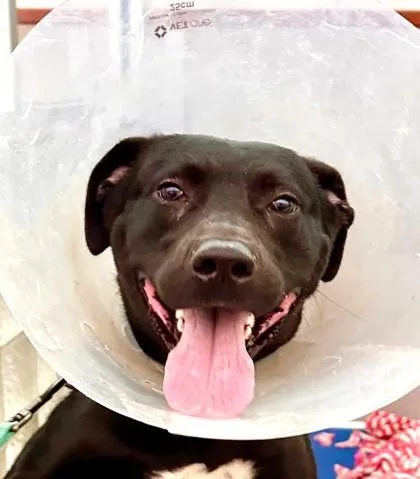 An adult large-sized male Mixed Breed dog named Jacobi Furlordi for adoption in Washington, DC
