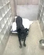 Jacobi Furlordi thumbnail 2