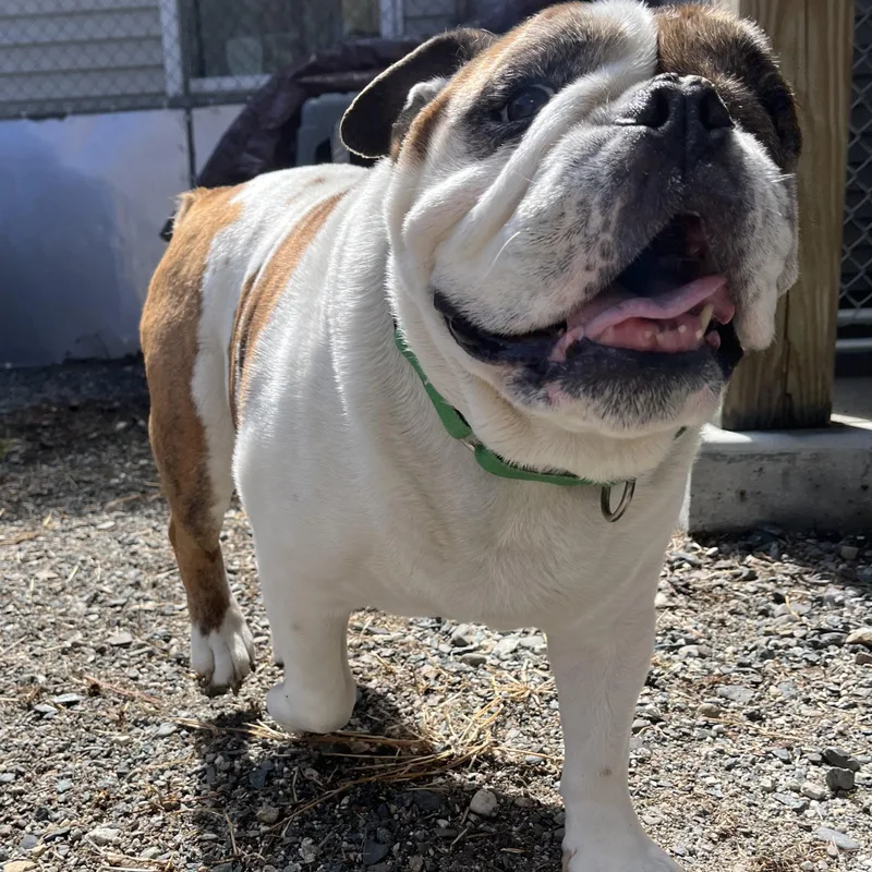 A senior medium-sized male Bulldog dog named Isley for adoption in Cherryfield, ME