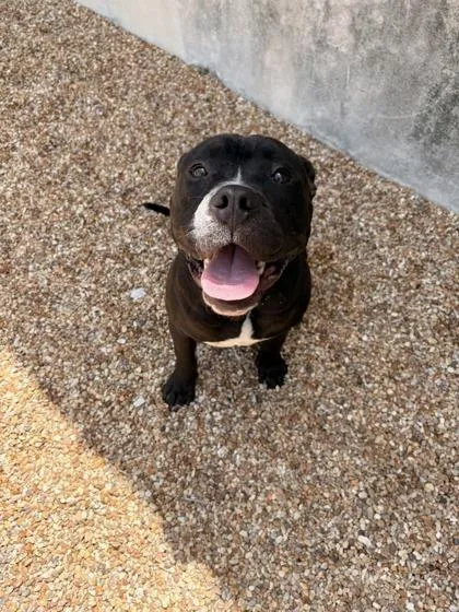 An adult large-sized male Bullmastiff dog named Gucci for adoption in New Orleans, LA