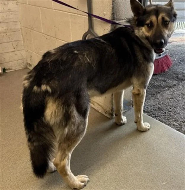 An adult large-sized male German Shepherd Dog dog named Bruno for adoption in San Bernardino, CA