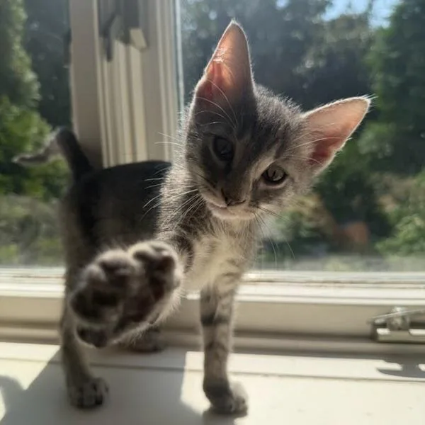 Sputnik