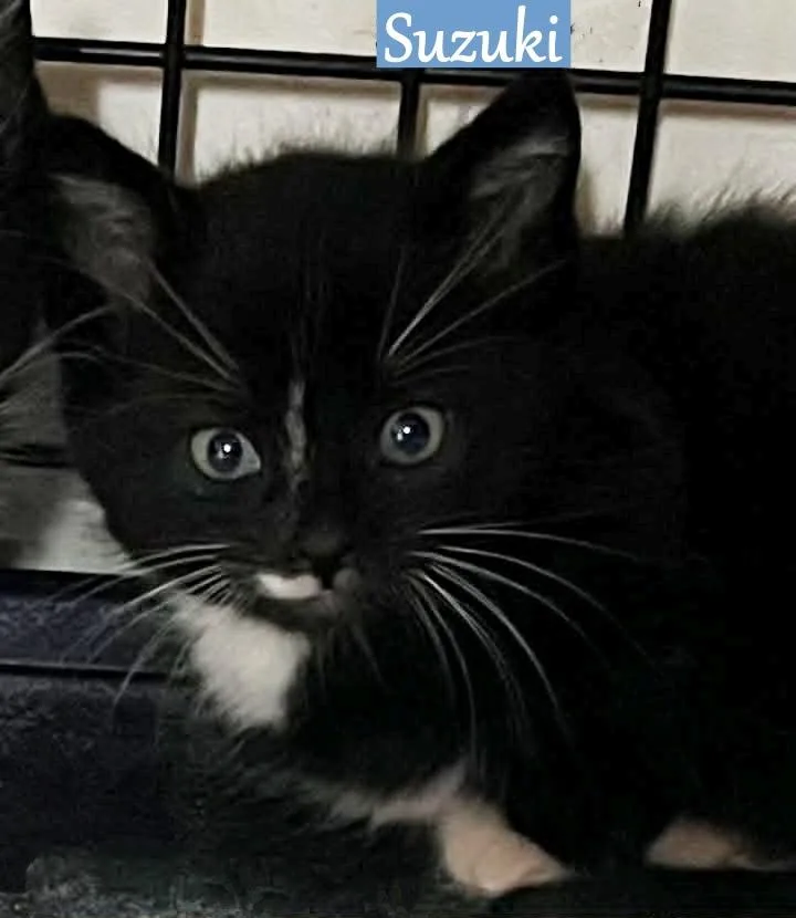 A baby medium-sized male Domestic Short Hair cat named Suzuki for adoption in Hoover , AL