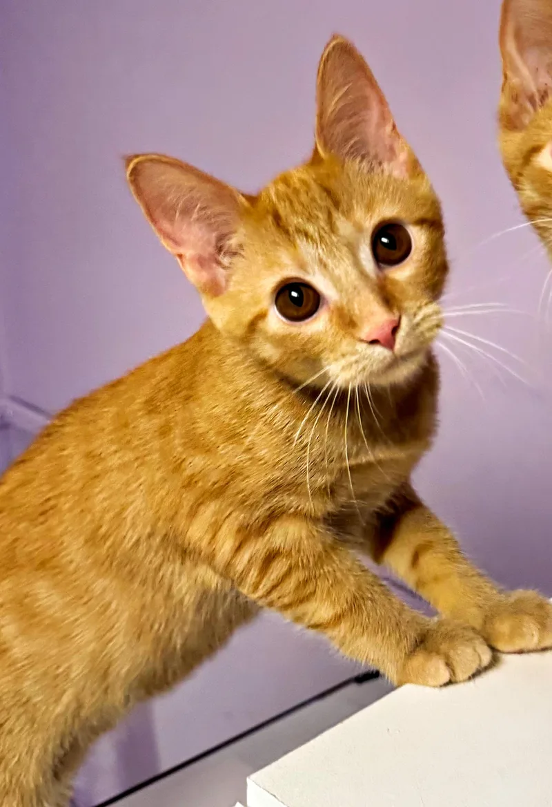 A baby medium-sized female Tabby (Orange / Red) Domestic Short Hair cat named Ginger Snap for adoption in Pittsburgh, PA