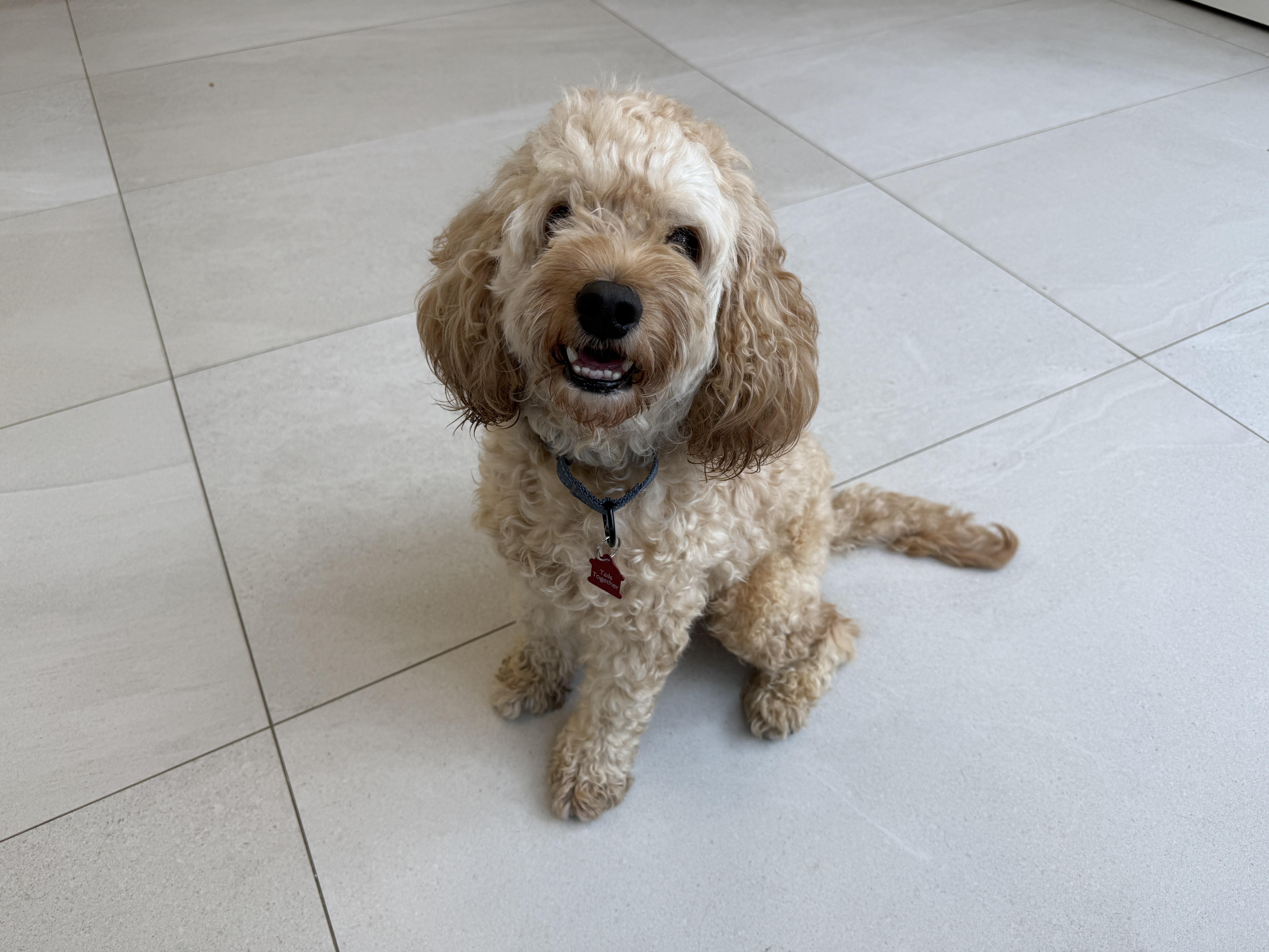 A young medium-sized male Mixed Breed dog named Jack for adoption in Evanston, IL