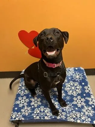 A young large-sized female Black Mixed Breed dog named Cuddle for adoption in Bellingham, WA