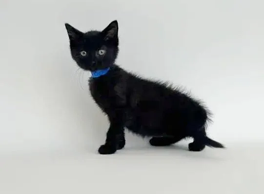 A baby small-sized male Domestic Short Hair cat named Baby Phat for adoption in Saint Louis, MO