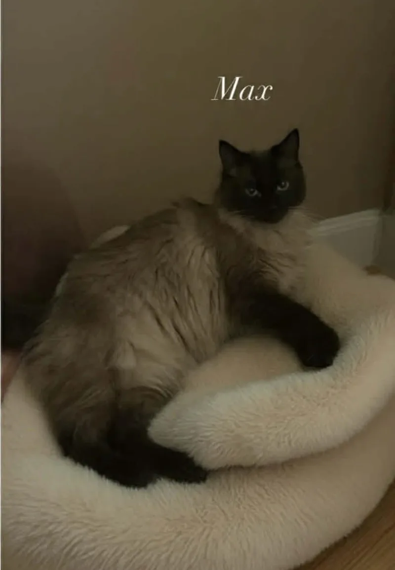 Max