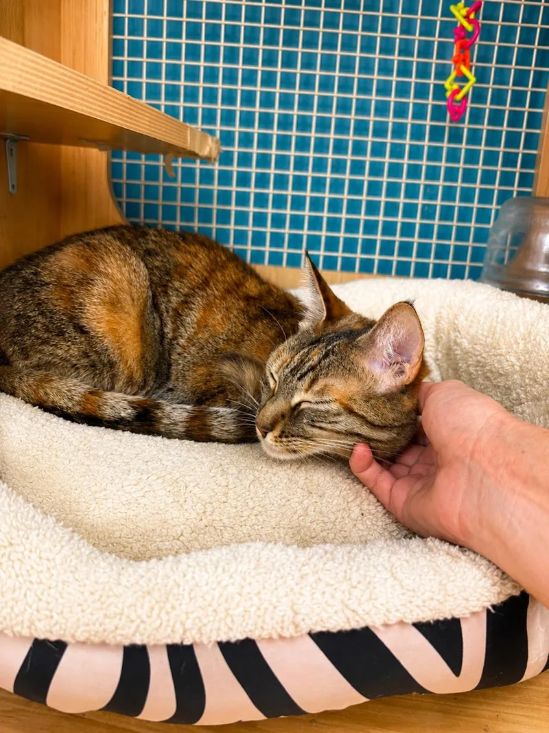 A young medium-sized female Brown / Chocolate Tortoiseshell cat named Misty for adoption in Los Angeles, CA