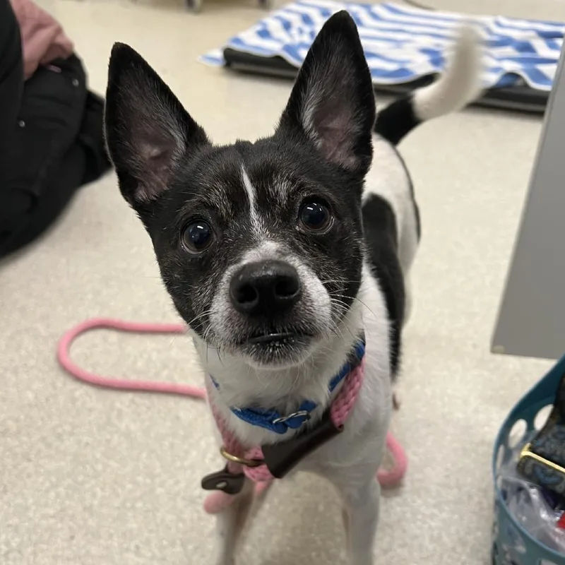 An adult small-sized male White / Cream Rat Terrier dog named Ace for adoption in Novelty, OH