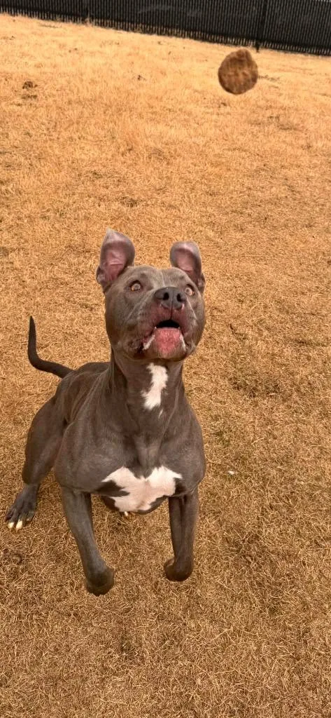 Moonshine thumbnail 2