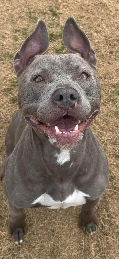 Moonshine thumbnail 3