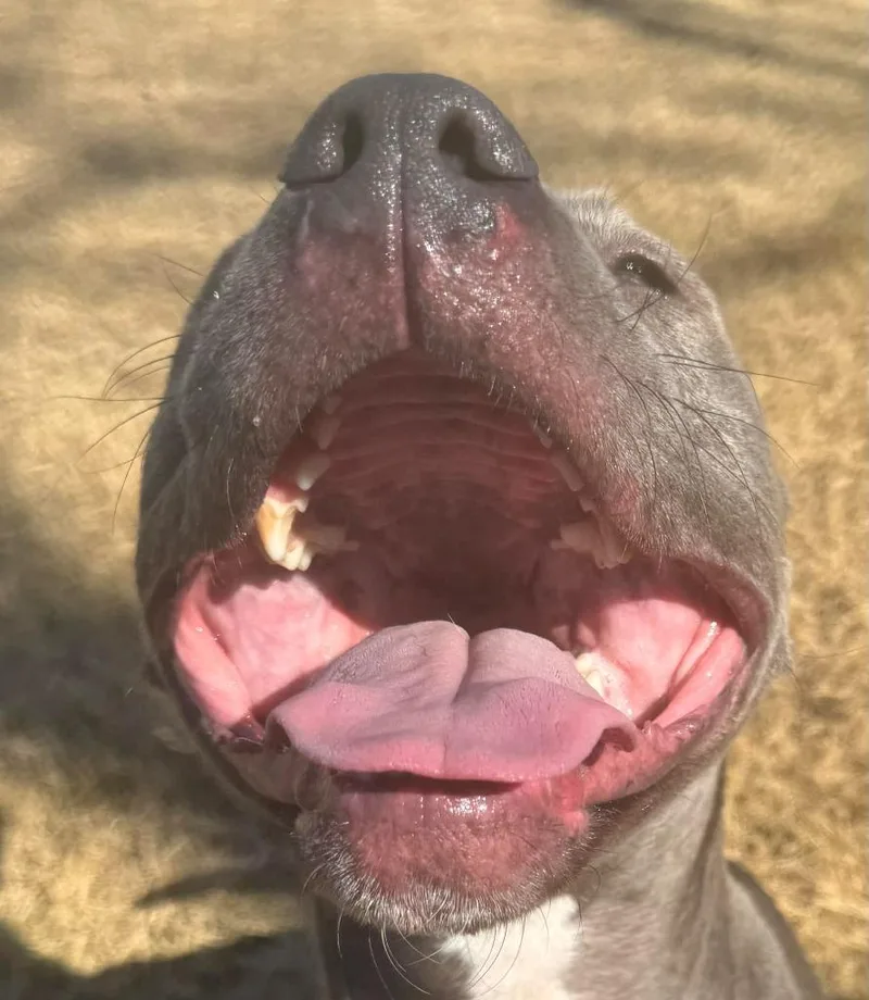 Moonshine thumbnail 4