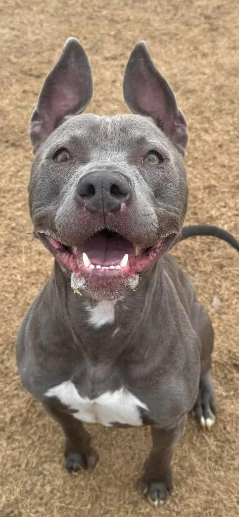 Moonshine thumbnail 5