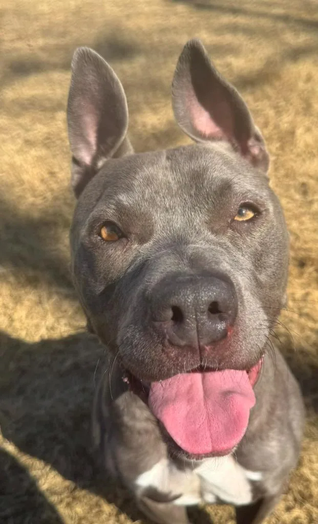 Moonshine thumbnail 6