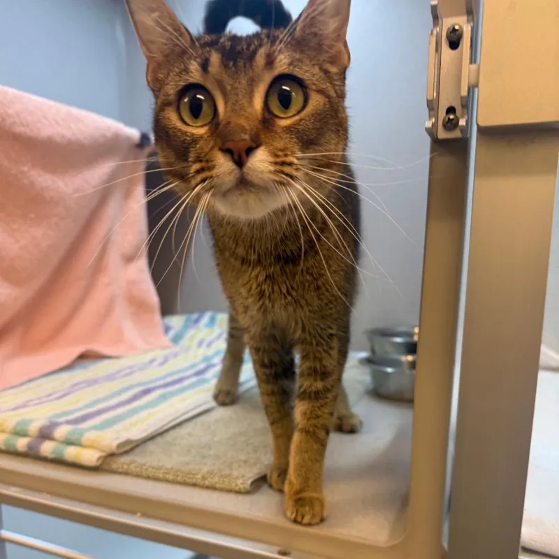 A young medium-sized female Brown / Chocolate Domestic Short Hair cat named Blossom for adoption in Pittsburgh, PA