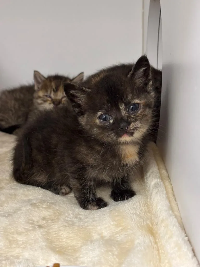 A baby small-sized female Domestic Short Hair cat named Maddy for adoption in Liverpool, NY