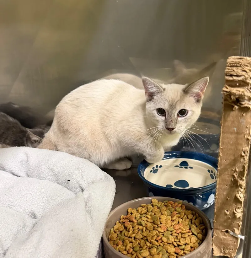 A baby large-sized female Siamese cat named Wilma for adoption in Maumelle, AR
