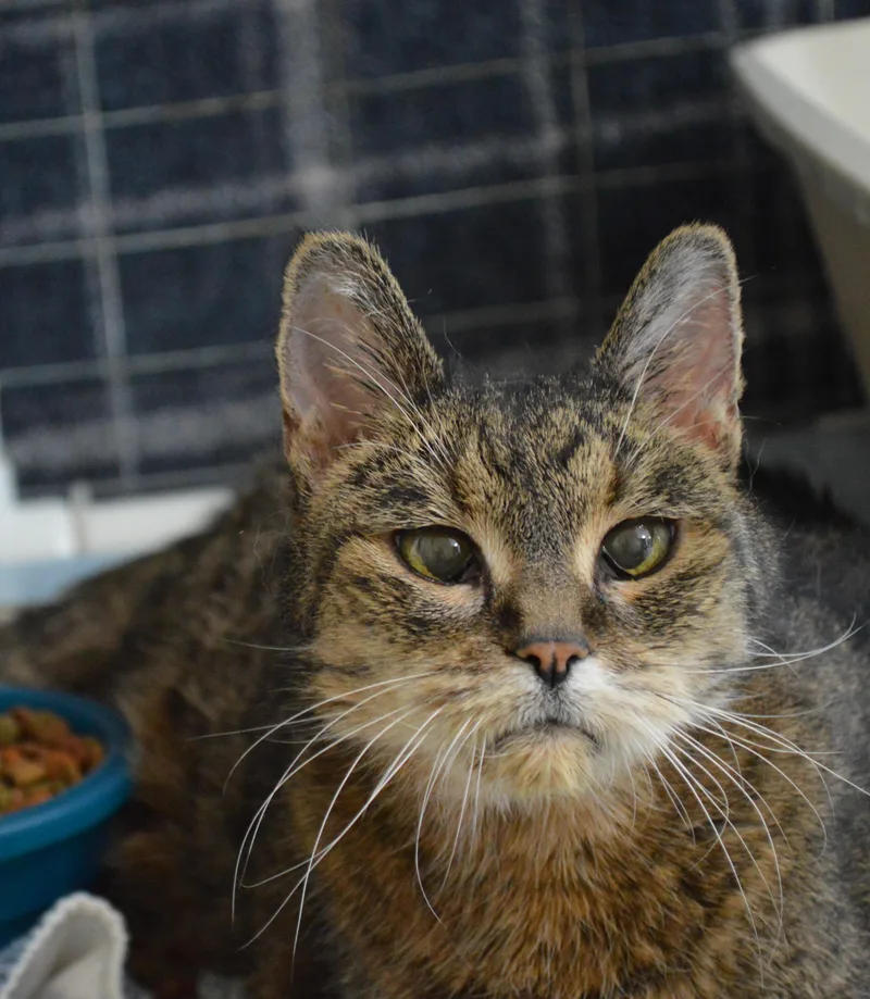 A senior extra large-sized female Tabby (Brown / Chocolate) Domestic Short Hair cat named Isabella for adoption in House Springs, MO
