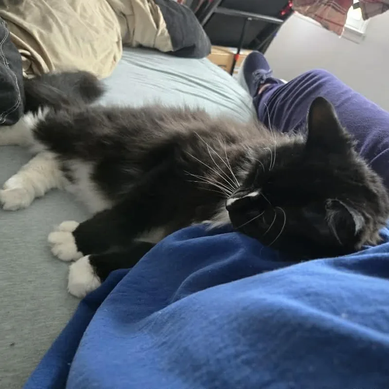 An adult large-sized male Black & White / Tuxedo Domestic Short Hair cat named Bam Bam for adoption in Raleigh, NC