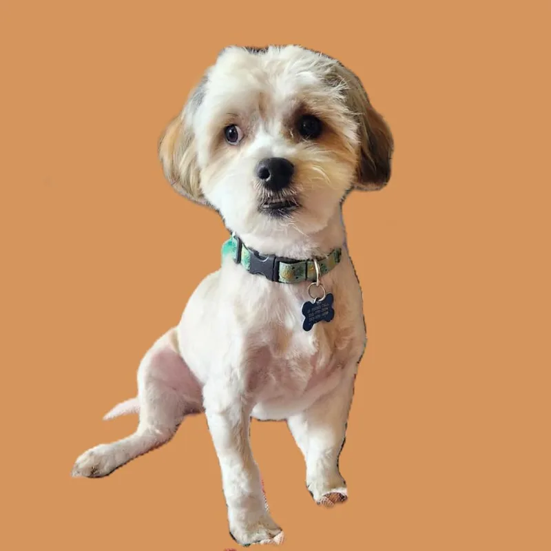 Archie thumbnail 3