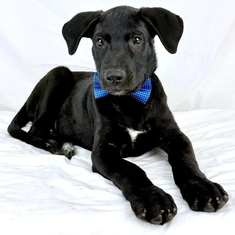 A baby medium-sized male Black Shepherd dog named Chilean  Local October for adoption in Brookshire, TX