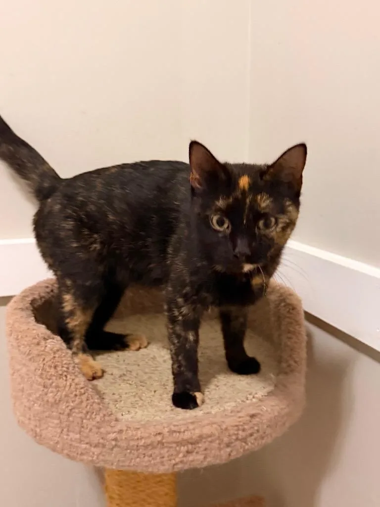 A young medium-sized female Domestic Short Hair cat named Greece for adoption in Newnan, GA