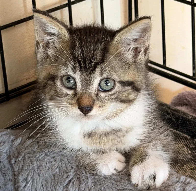 A baby small-sized male Domestic Short Hair cat named Sprout for adoption in Williamsville, NY