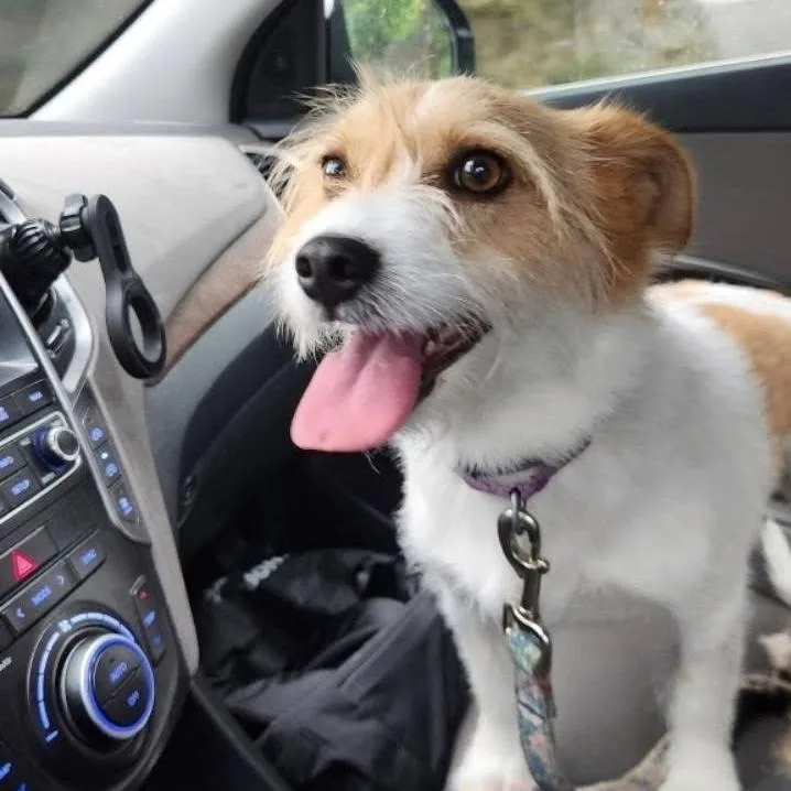 An adult small-sized female Yellow / Tan / Blond / Fawn Jack Russell Terrier dog named Molly for adoption in Verona, NJ