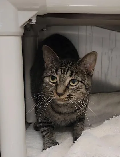 A baby medium-sized female Domestic Short Hair cat named Bailey for adoption in Elmira, NY