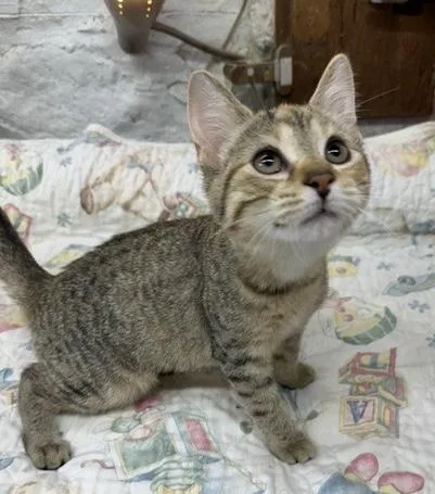 A baby small-sized female Tabby (Brown / Chocolate) Domestic Short Hair cat named Jordan for adoption in Avon Lake, OH