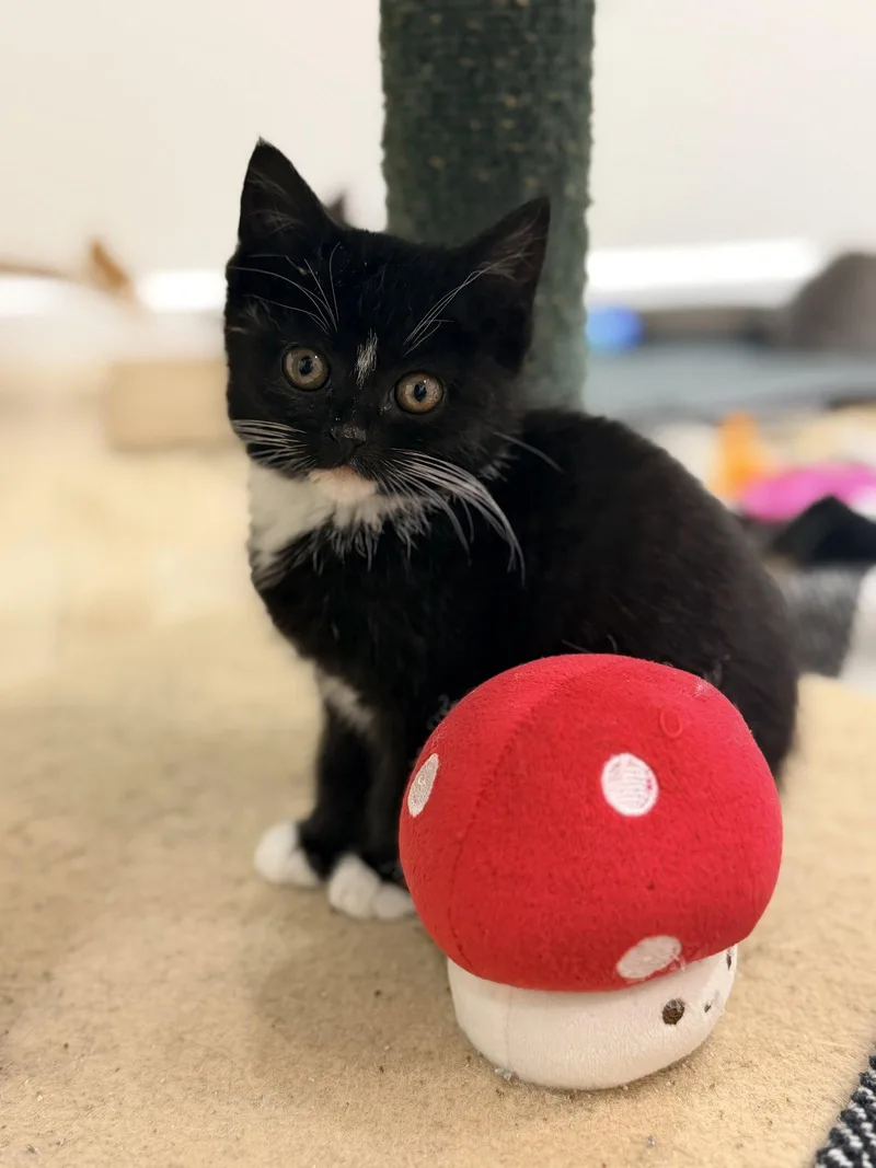 A baby medium-sized female Domestic Short Hair cat named Lily for adoption in Spring Lake, NJ