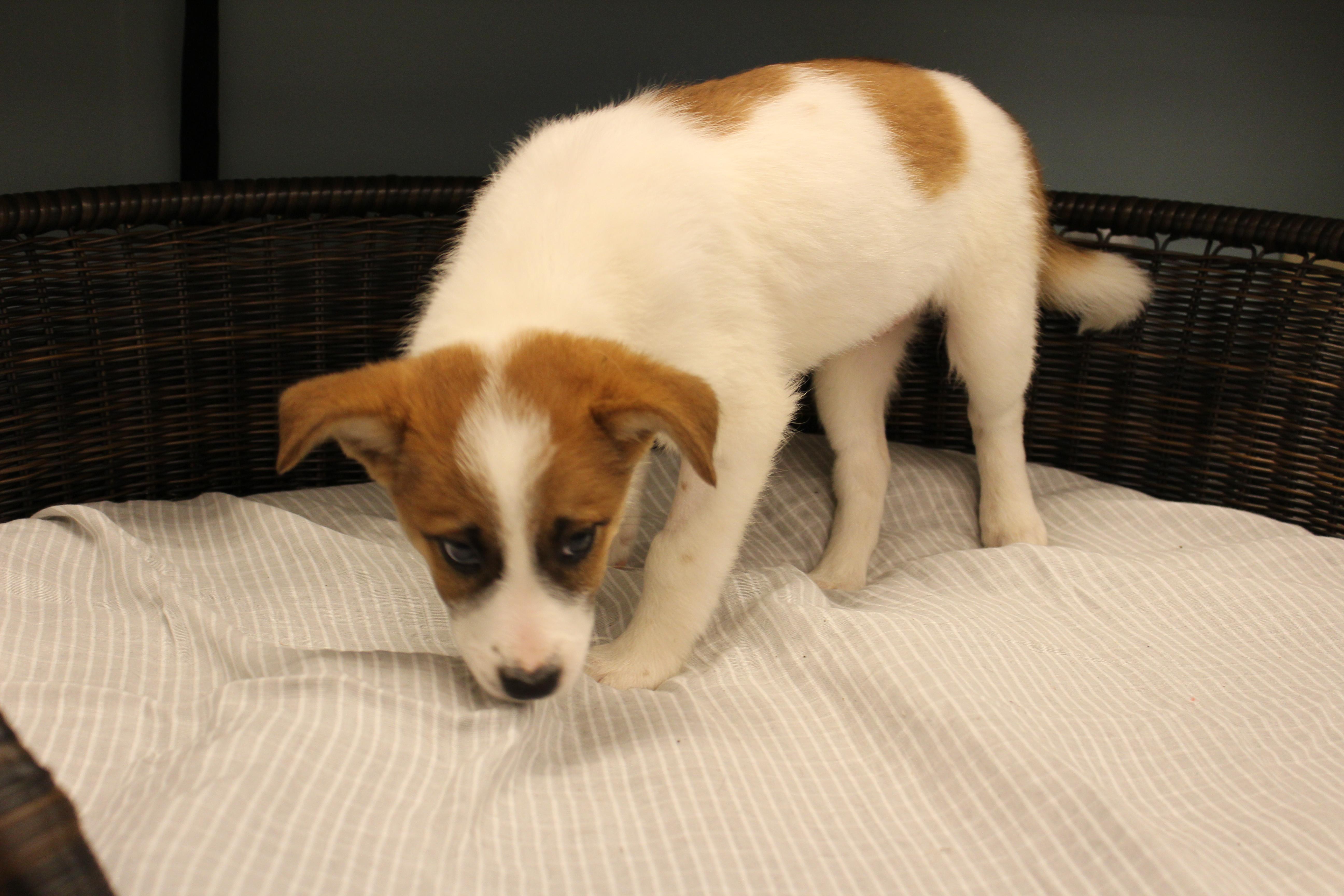 A baby medium-sized female Merle (Red) Cattle Dog dog named Candace for adoption in Neillsville, WI