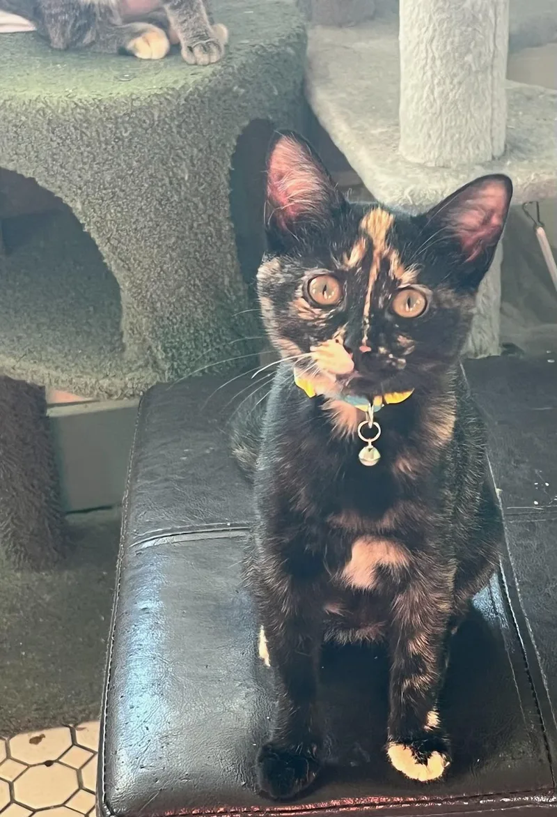 A young medium-sized female Tortoiseshell cat named Daphne for adoption in Muncie, IN