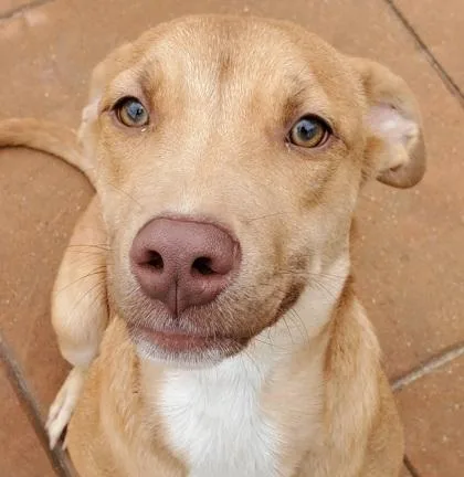 A young medium-sized female Mixed Breed dog named Rudy for adoption in Shreveport, LA