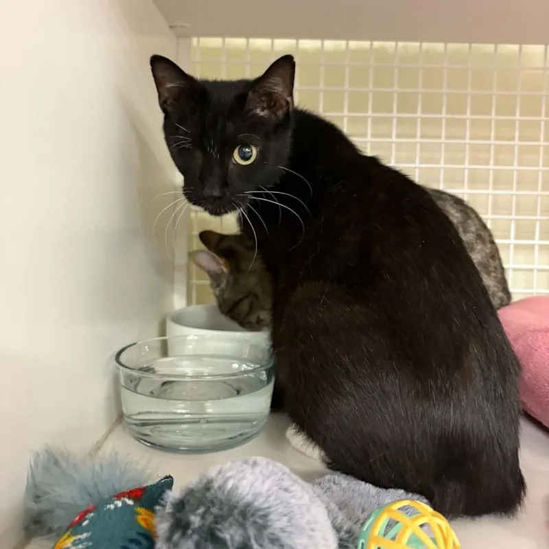 An adult medium-sized female Black Domestic Short Hair cat named Erka for adoption in St. Paul, MN