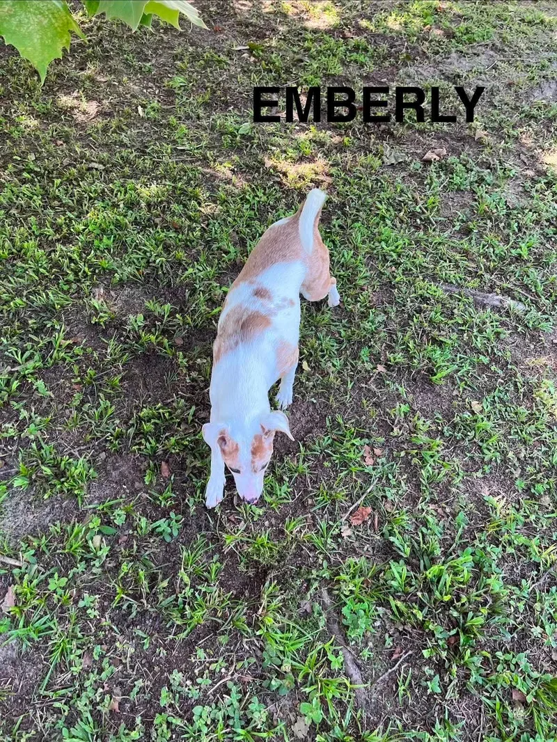 A young medium-sized female Jack Russell Terrier dog named Emberly for adoption in Panama City, FL