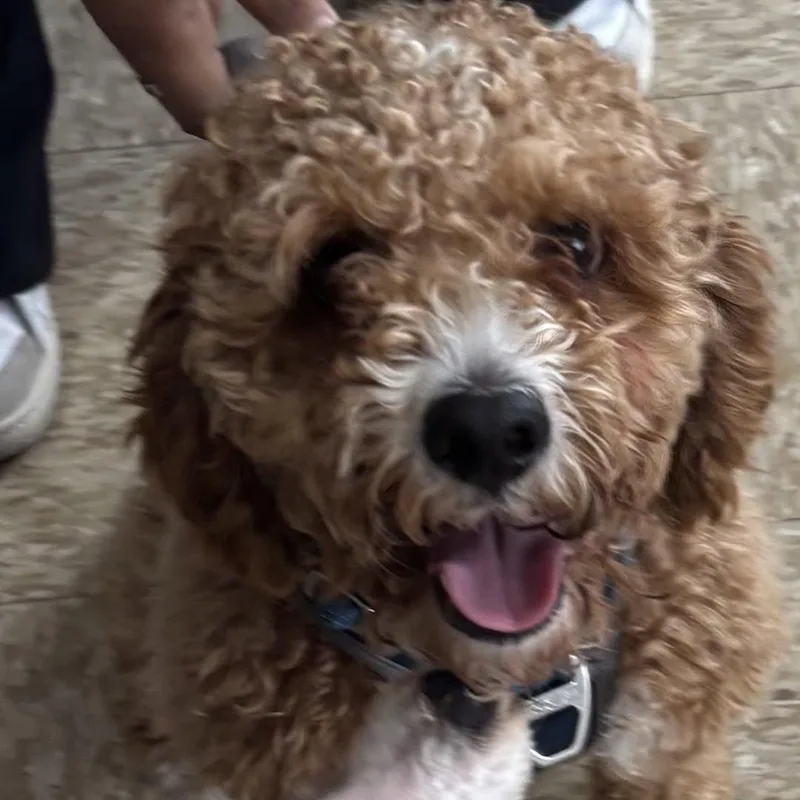 A young small-sized male Brown / Chocolate Cavachon dog named Kobe for adoption in Ozone Park, NY