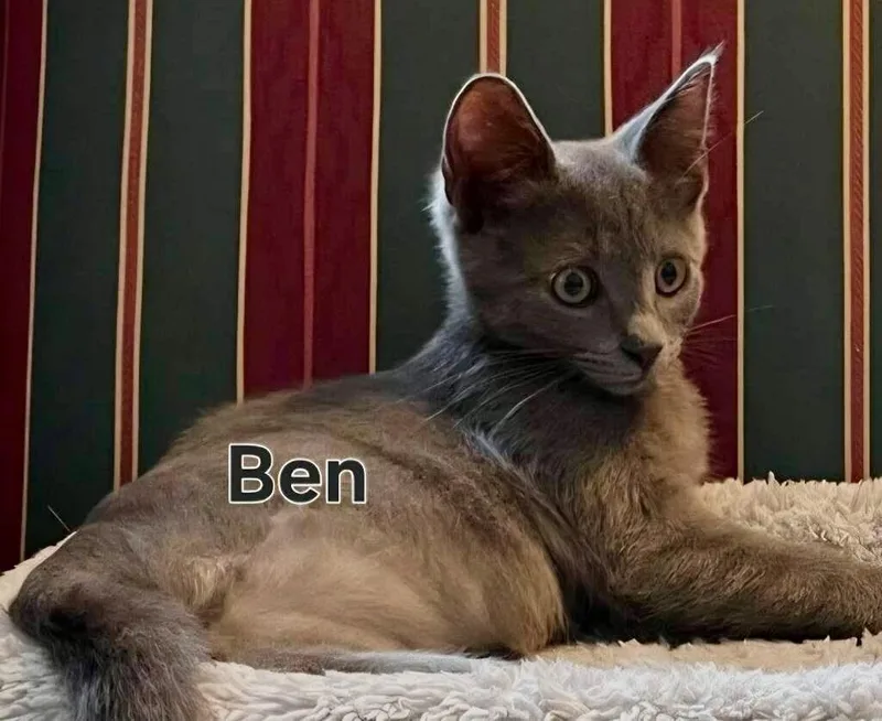 Ben   Legs thumbnail 4