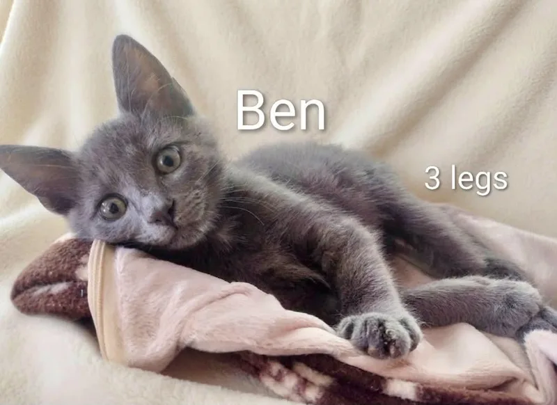 Ben   Legs thumbnail 5