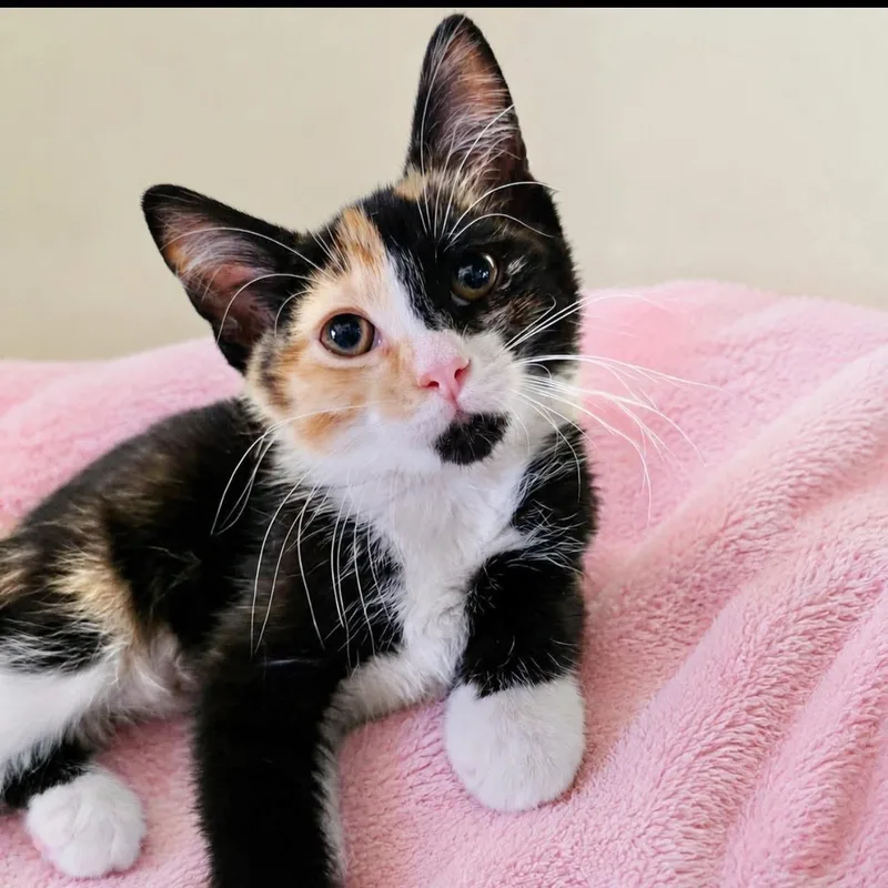 A baby medium-sized female Calico cat named Blt for adoption in Saginaw, MI