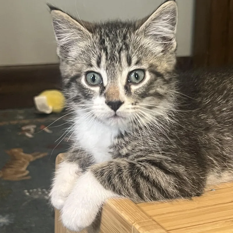 A baby small-sized male Tabby (Brown / Chocolate) Domestic Short Hair cat named Cosmo for adoption in Faribault, MN