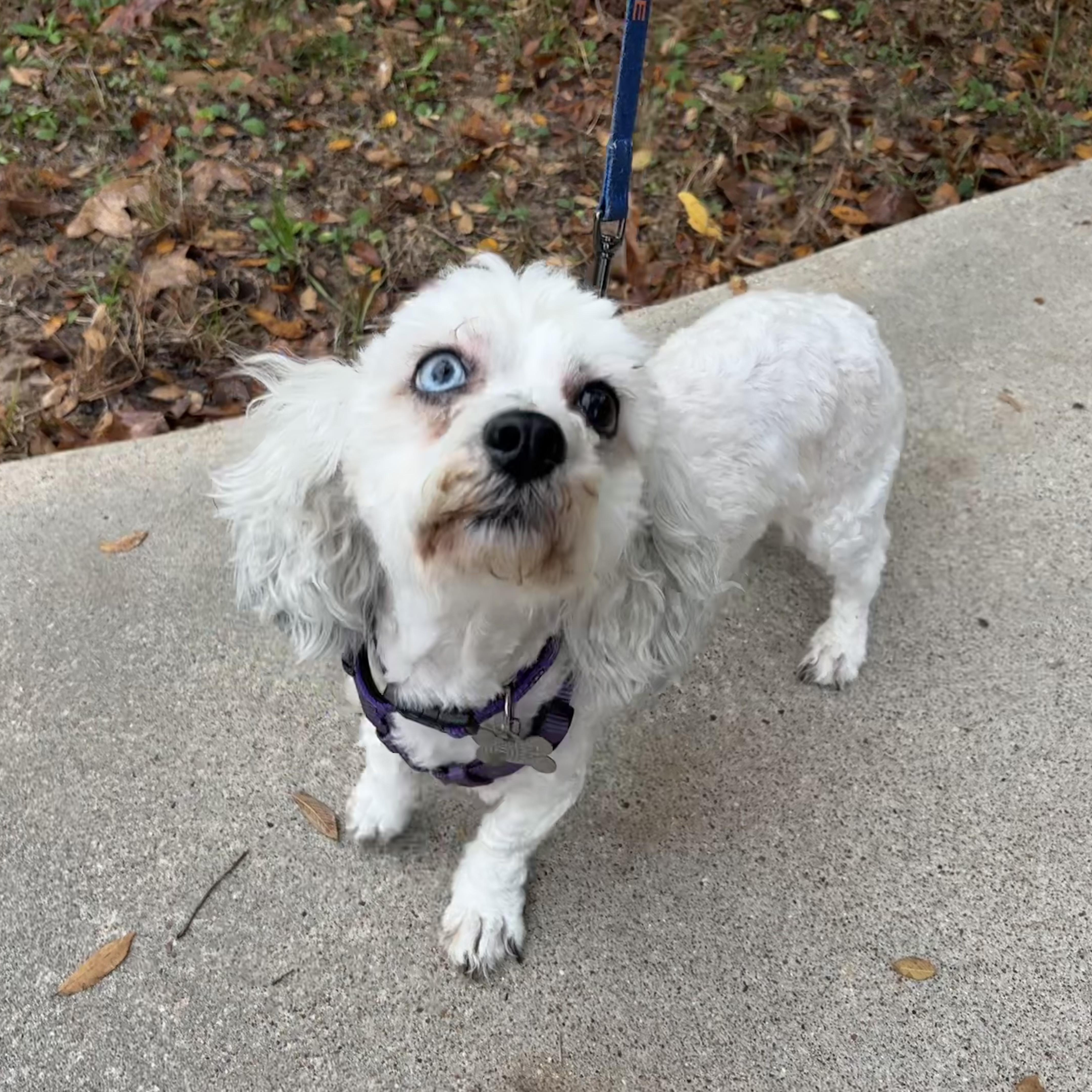 Cindy Bear thumbnail 2