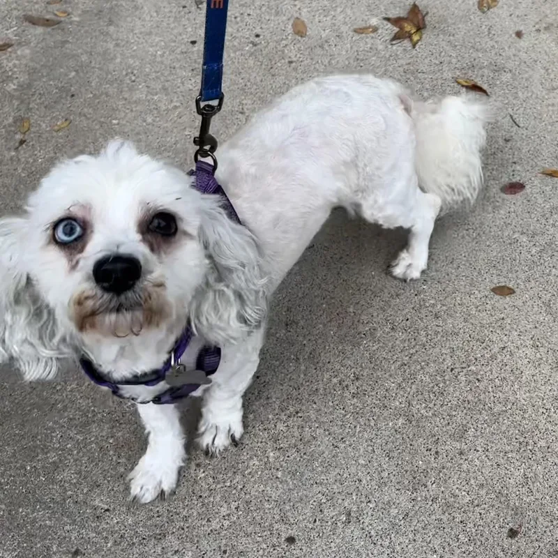 Cindy Bear thumbnail 3