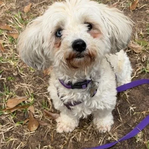 Cindy Bear thumbnail 5