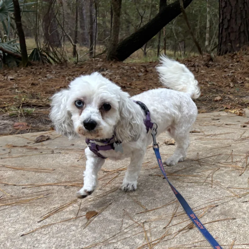 Cindy Bear thumbnail 6