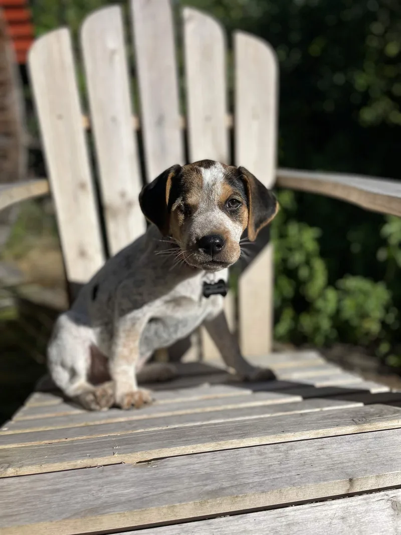 A baby medium-sized female Australian Cattle Dog / Blue Heeler dog named Louise for adoption in Mount Vernon, WA