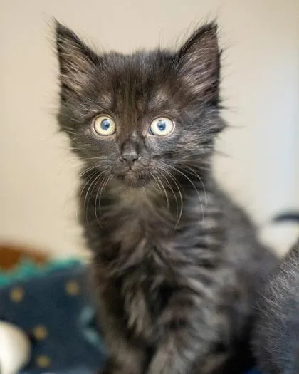 A baby medium-sized male Domestic Short Hair cat named Jerry for adoption in Pequot Lakes, MN